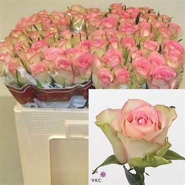 Rose lovely jewel 40cm (Small Headed)