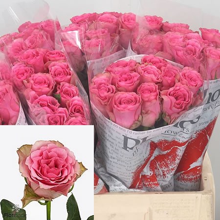 Rose Lovely Rhodos
