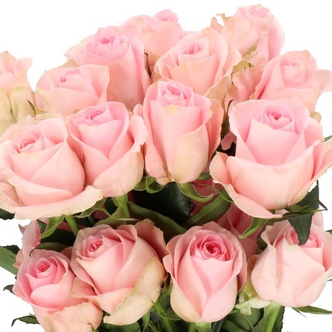 Rose Luciano (Ecuador Large Heads)