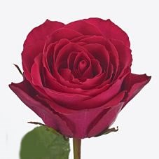 Rose Madam Cerise