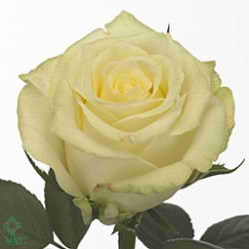 ROSE MAGADI
