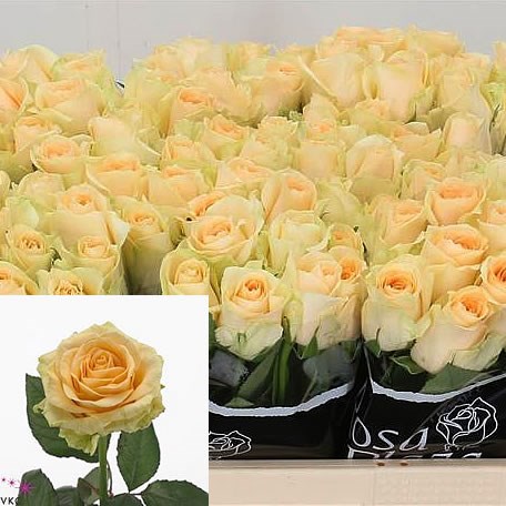 ROSE MAGIC AVALANCHE 40CM (SMALL HEADED)