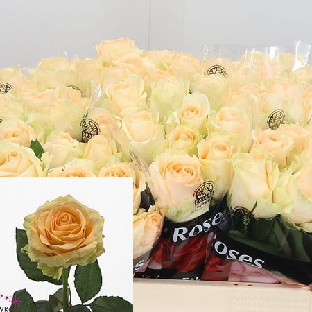 Rose Magic Avalanche 50cm | Wholesale Dutch Flowers & Florist Supplies UK