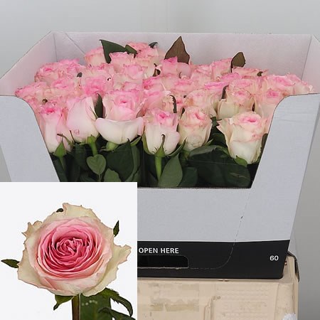 Rose Mandala 60cm  Wholesale Dutch Flowers & Florist Supplies UK