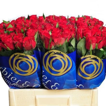 Rose Mandy