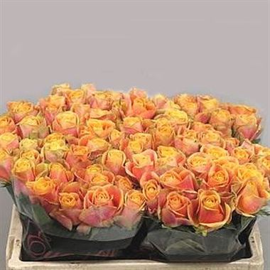 Rose maracuja