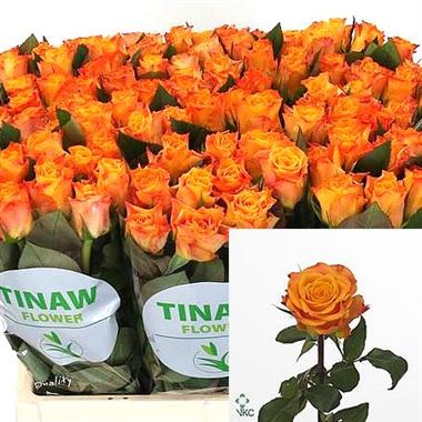 Rose Marie Claire 40cm (Small Headed)