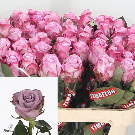 Rose Maritim
