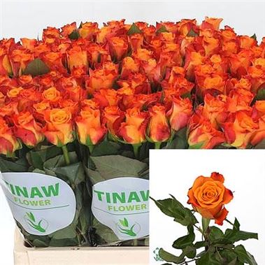 Rose Mariyo 40cm (small headed)