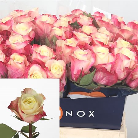 Rose Marosa 40cm | Wholesale Dutch Flowers & Florist Supplies UK