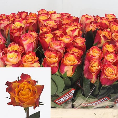 Rose Marry Haiko