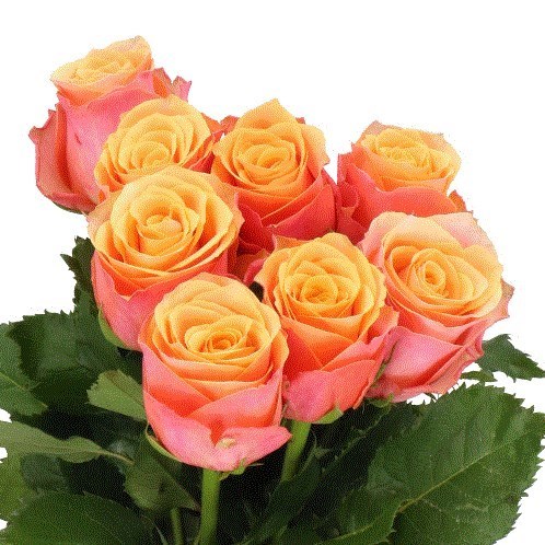 Rose Melange