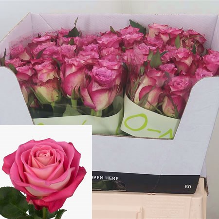 Rose Melina 60cm | Wholesale Dutch Flowers & Florist Supplies UK