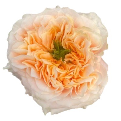 Rose Melon X-Pression