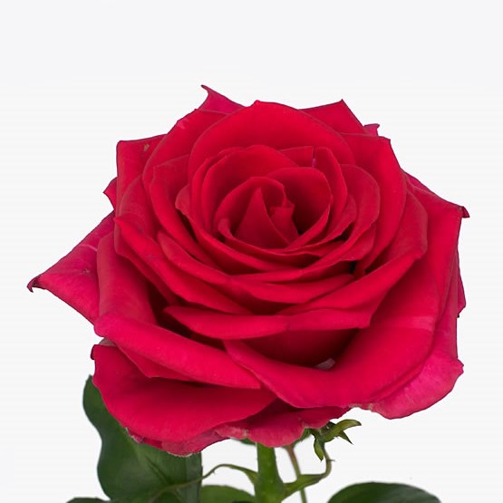 Rose Memory