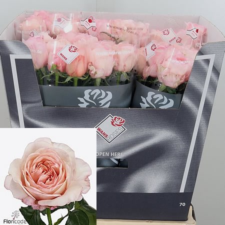 Rose Metamorphose