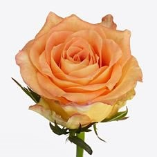 Rose Mighty