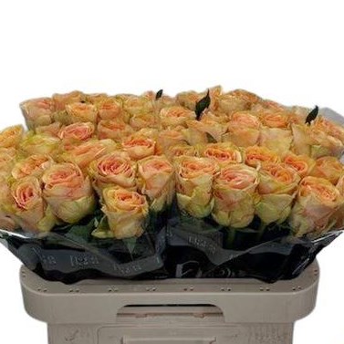 Rose Milan