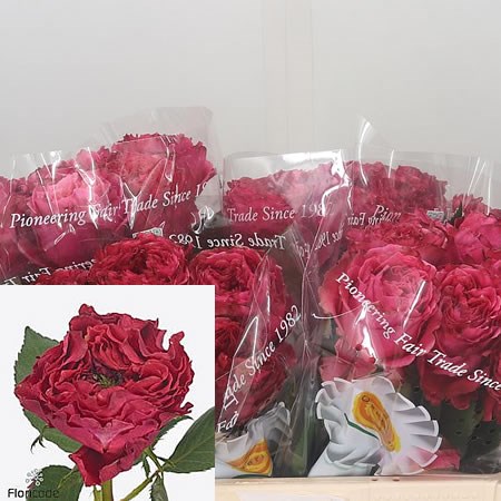 Rose Miss Daisy