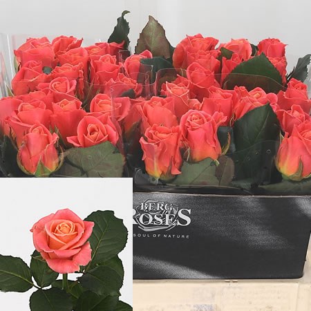 Rose Miss Piggy