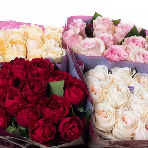 Rose Mix -  David Austin (Cols May Vary)