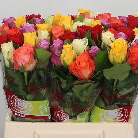 Rose Mix (Small)