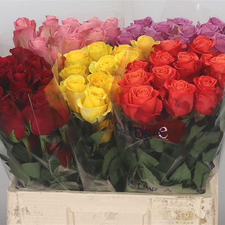 Rose Mixed 50cm (Ecuador - Cols may vary)