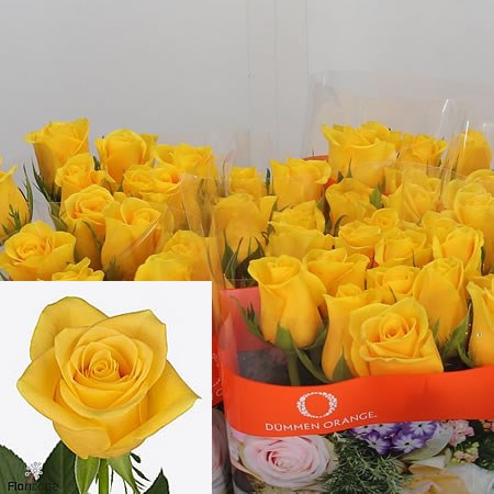 Rose Momentum