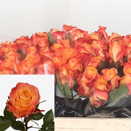 Rose Monalisa