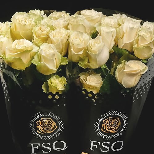Rose Mondial (Ecuador Large Heads)