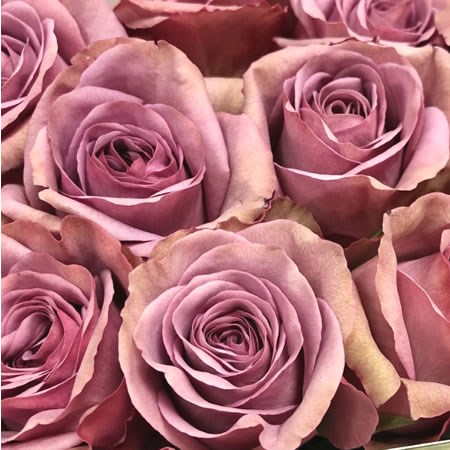Rose Mont Martre