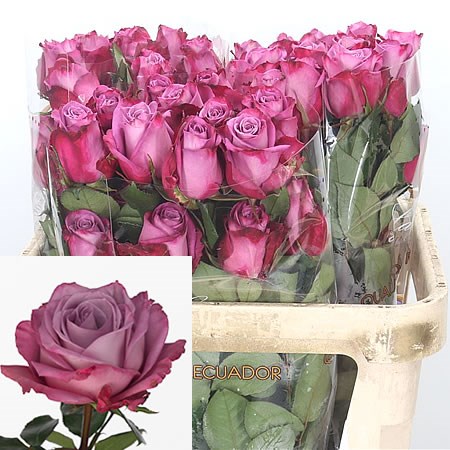 Rose Moody Blues (Ecuador)