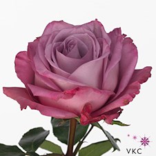 ROSE MOODY BLUES