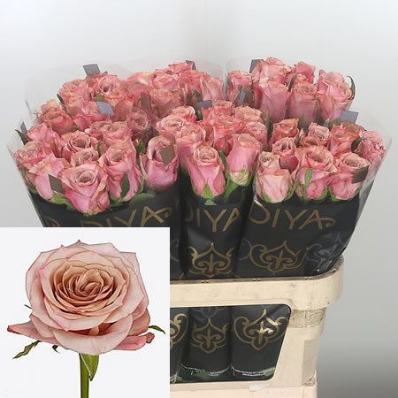 Rose Moon Dust 80cm  Wholesale Dutch Flowers & Florist Supplies UK