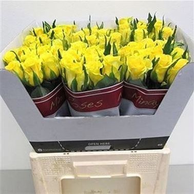 ROSE MOONWALK 40CM (SMALL HEADED)