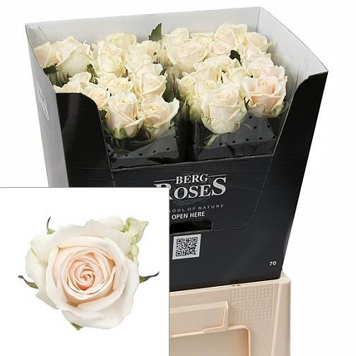 ROSE MYLLENA 50cm | Wholesale Dutch Flowers & Florist Supplies UK