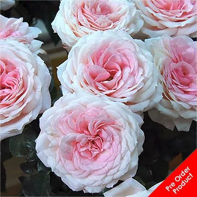 Rose Myra's Bridal Pink