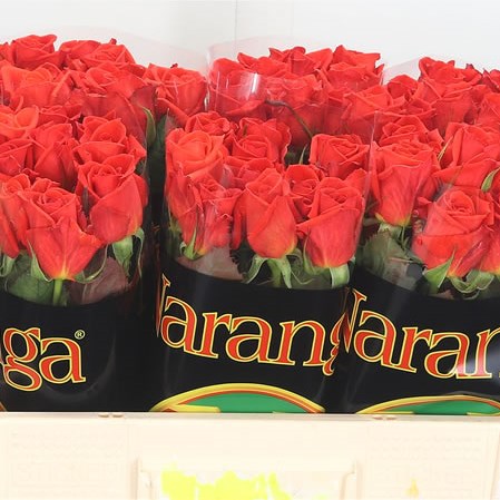 Rose Naranga