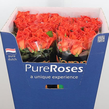 Rose Naranga