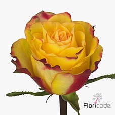 ROSE NEWSFLASH