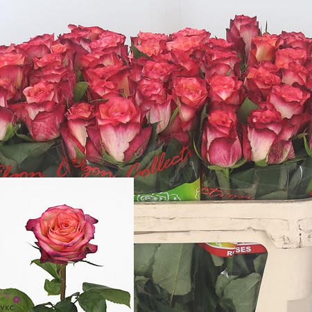 Rose Nicola
