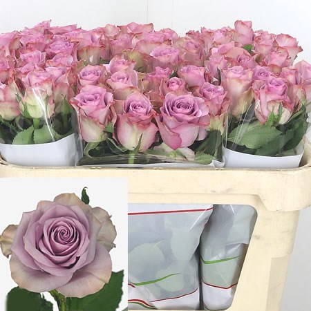 Rose Nightingale 40cm (small headed)