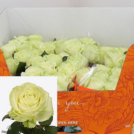 Rose Northern Light