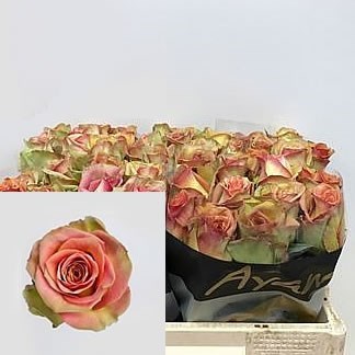 Rose Olduvai
