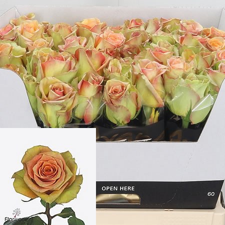 Rose Olduvai