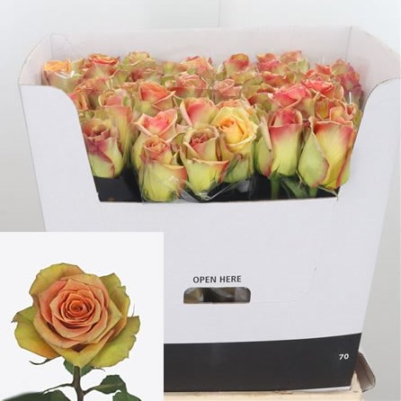 Rose Olduvai