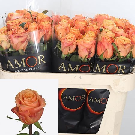 Rose Olympus