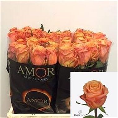 ROSE OLYMPUS