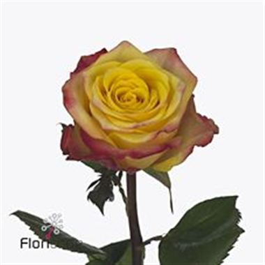 Rose on air