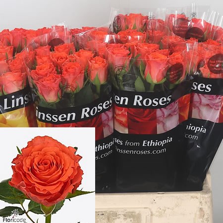 Rose Orangette